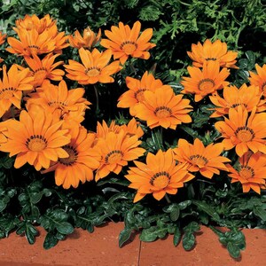 Drought Tolerant Treasure Flower Gazania Kiss Orange Ground Cover Plant Seed - 25 Seeds image 2