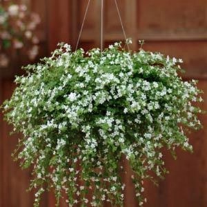 Bacopa Snowtopia Seeds - White Bacopa Flower Seeds - 10 Seeds