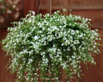 Bacopa Snowtopia Seeds - White Bacopa Flower Seeds - 10 Seeds