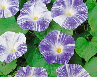 Morning Glory Seeds - Flying Saucers Flower Seed - 250 Seeds