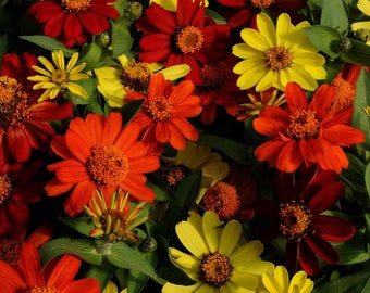 Zinnia Flower Plant Seed Bonfire Mix - 50 Seeds