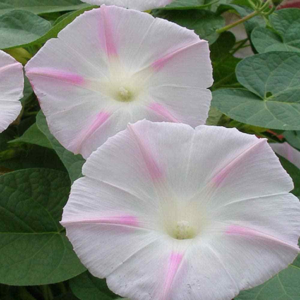 Morning Glory Seeds - Growing Morning Glories From Flower Seed - 250 Seeds