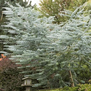 Eucalyptus Seeds - Eucalyptus Cinerea Silver Dollar Seed - 25 Seeds