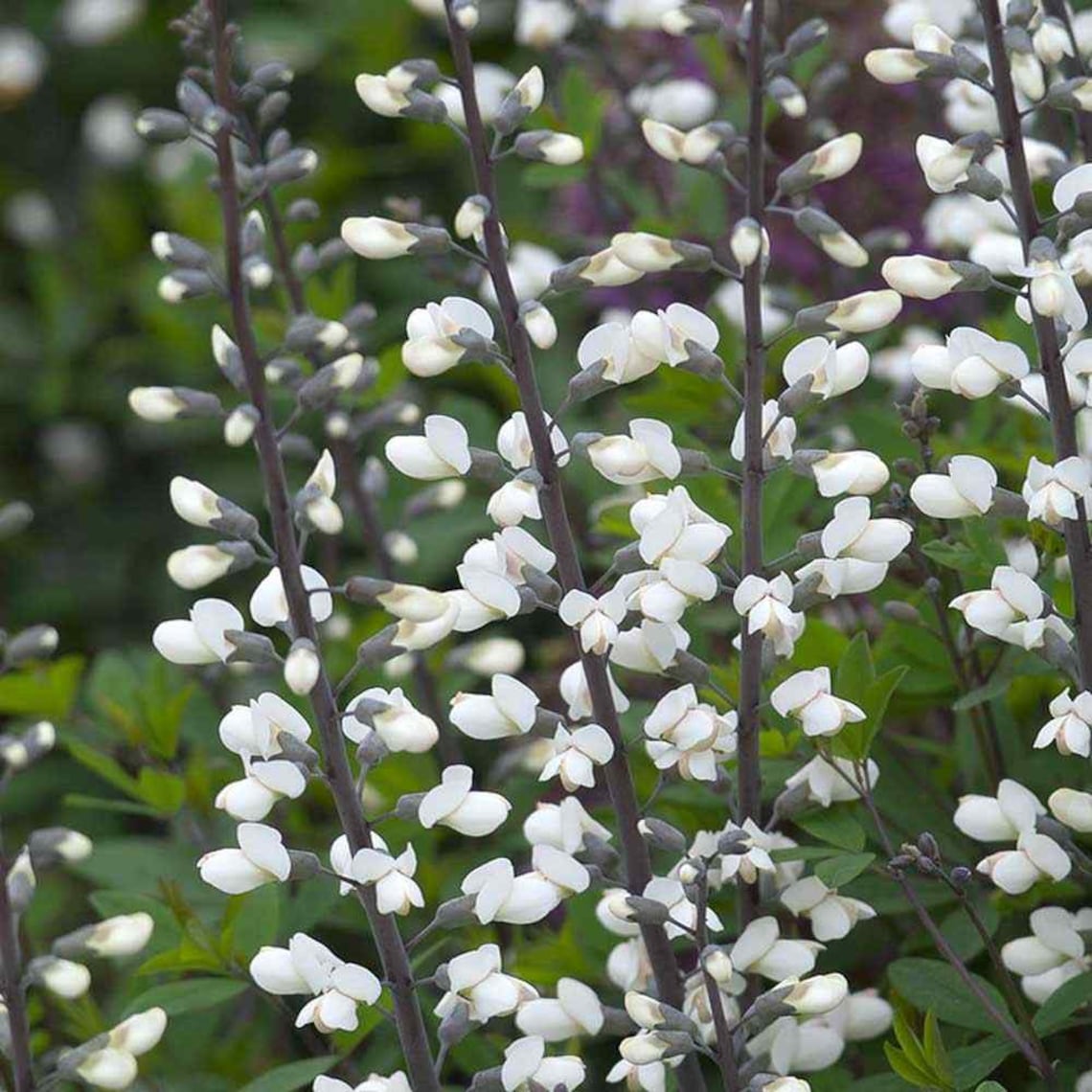 Baptisia Alba Plants