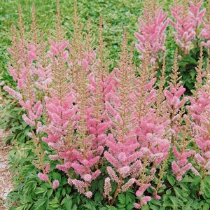 Astilbe Seeds - Astilbe Chinensis Flower Seed - 2000 Seeds
