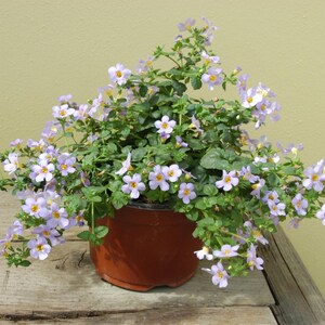 Bacopa Seeds - Bacopa Blutopia Blue Flower Seeds - 20 Seeds