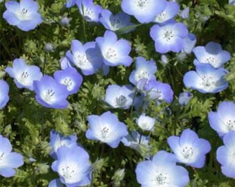 Baby Blue Eyes Seed - Nemophila Menziesii Flower Seeds - 1000 Seeds