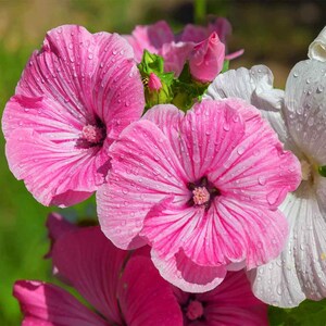 Rose Mallow Seeds - Lavatera Trimestris Flower Seed Mix - 2000 Seeds