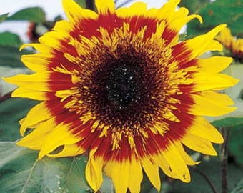 Sunflower Seed - Helianthus Joker Flower Seeds - 200 Seeds