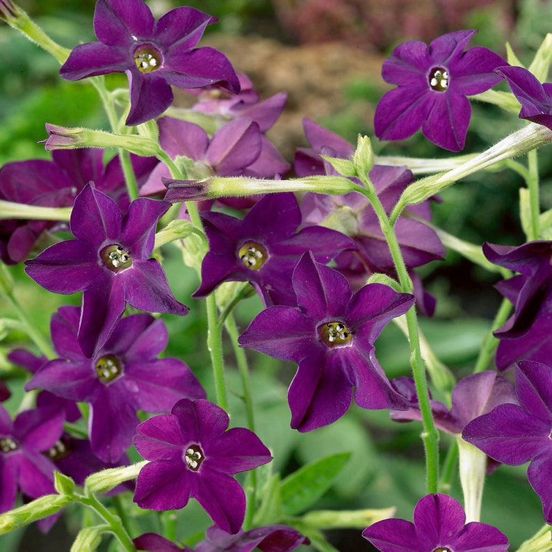 Outsidepride Nicotiana x Sandrea Perfume