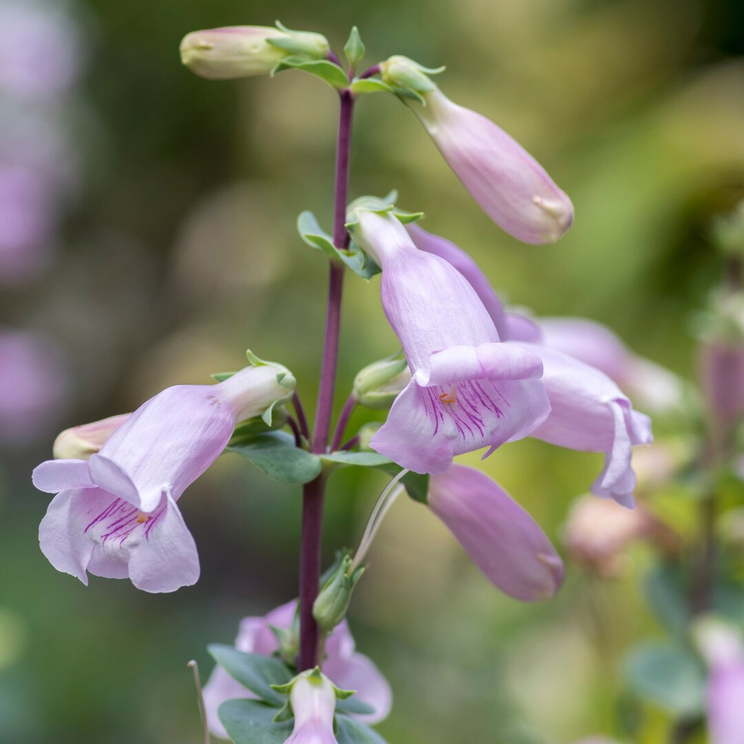 Penstemon Shell Leaf Drought Resistant Garden Flower Plant Seeds - 4000 ...