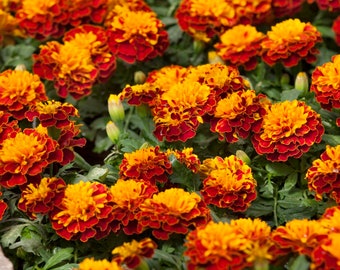 French Marigold Tagetes Patula Hot Pak Harmony Marigold Seeds - 300 Seeds