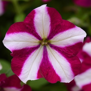 May include: A white flower with pink stripes. The flower has five petals and a yellow center.