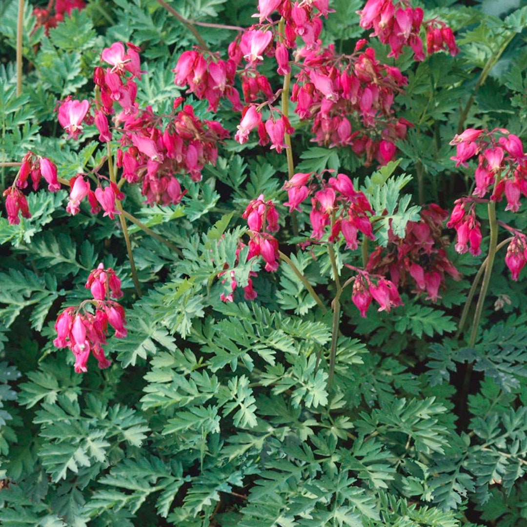 Dicentra Seeds Fringed Bleeding Heart Dicentra Eximia Flower Seeds 100