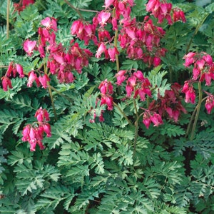 May include: A close-up of a patch of pink bleeding heart flowers in bloom. The flowers are surrounded by green foliage.