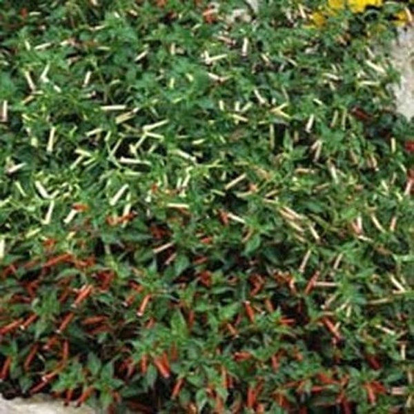 Cigar Plant Seeds - Cuphea Ignea Mix Flower Seed - 200 Seeds