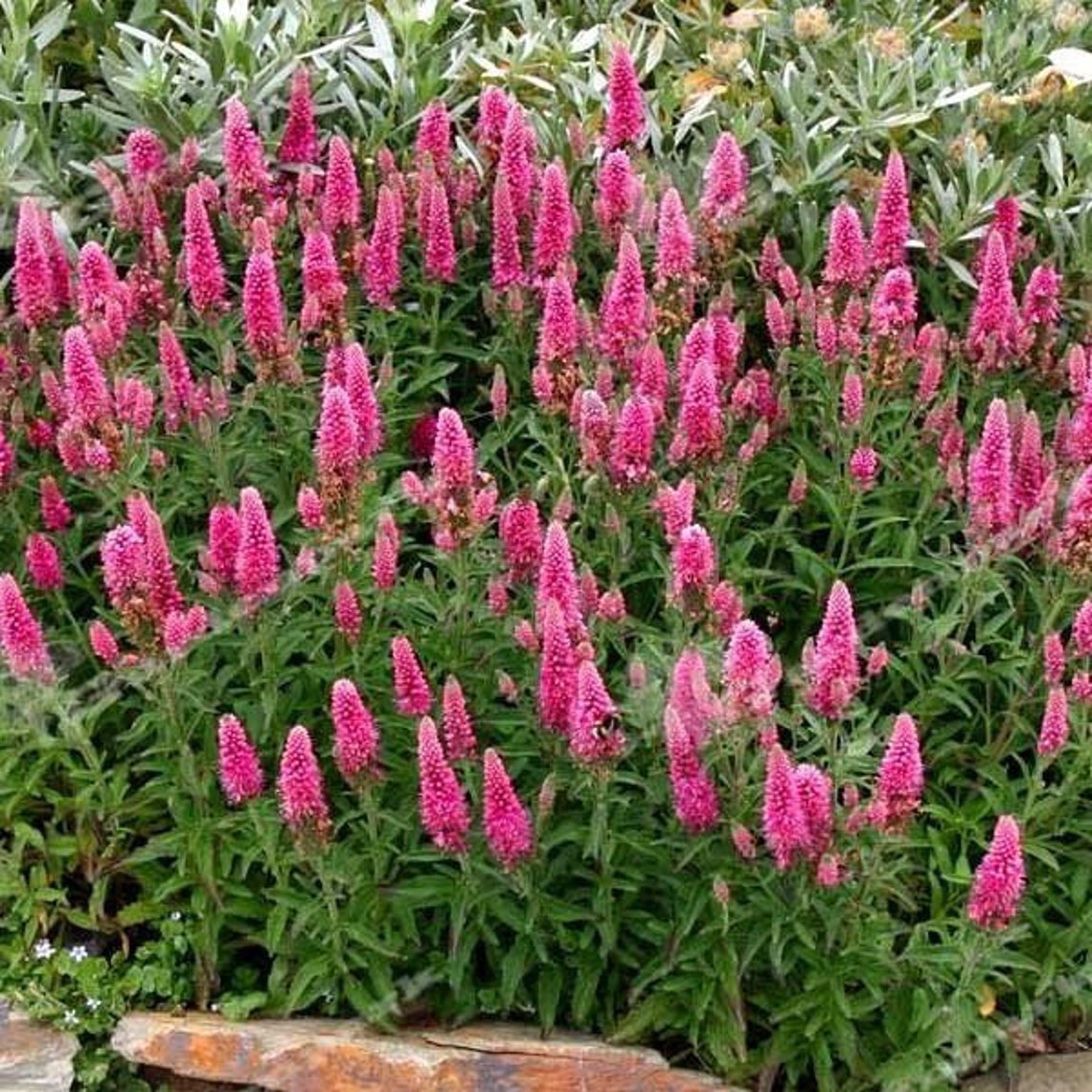 Veronica Spicata Pink Goblin Garden Spiked Speedwell Flower Seeds - 200 ...