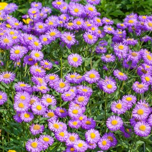 erigeron-seeds-erigeron-speciosus-fleabane-daisy-flower-seed-2000