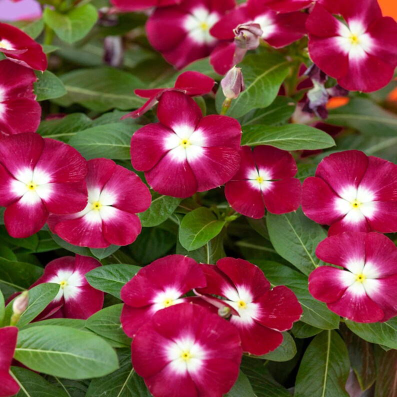 Drought Tolerant Burgundy Vinca Flower & Ground Cover Plant Etsy