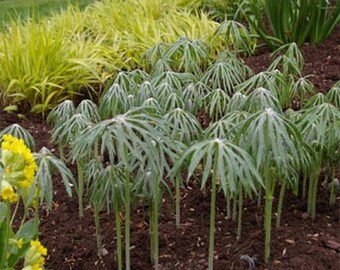Umbrella Plant Seeds - Cyperus Alternifolius Palm Flower Seed - 10000 Seeds