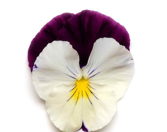 Cool Wave Violet Wing Pansy Seeds - Great Cool Climate Flowers - 15 Seeds