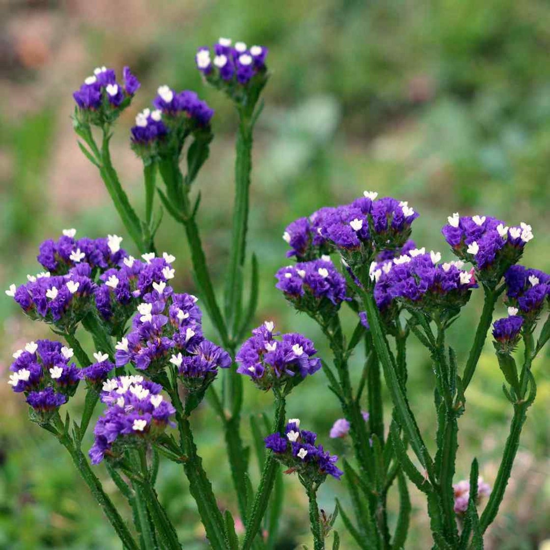 Statice Purple Limonium Salt & Drought Tolerant Garden Flower - Etsy