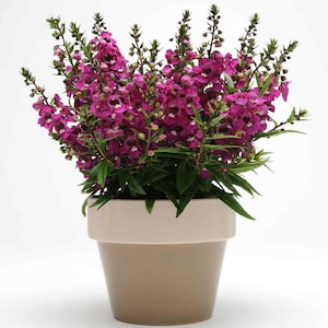 May include: A potted plant with vibrant magenta flowers and green leaves. The plant is in a brown ceramic pot with a white rim.