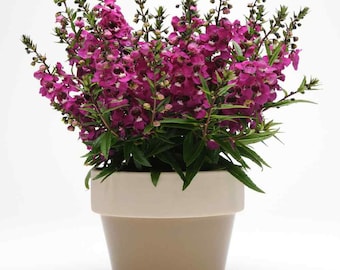 Könnte beinhalten: Eine Topfpflanze mit leuchtend magentafarbenen Blüten und grünen Blättern. Die Pflanze steht in einem braunen Keramiktopf mit weißem Rand.