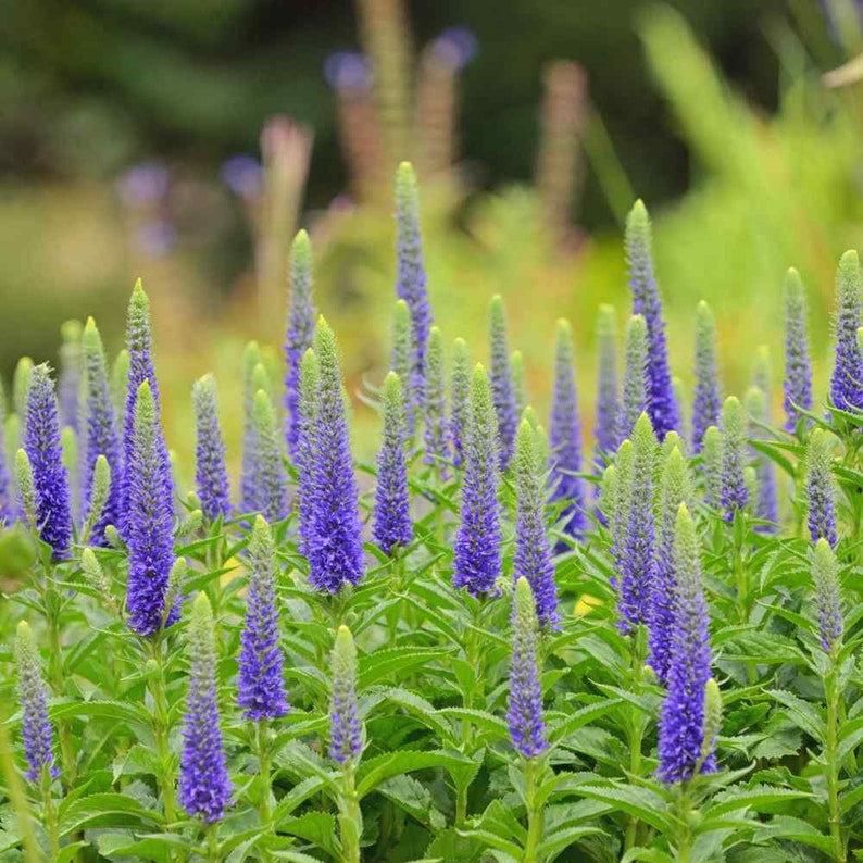 Veronica Seeds Spike Speedwell Flower Seed 2000 Seeds Etsy