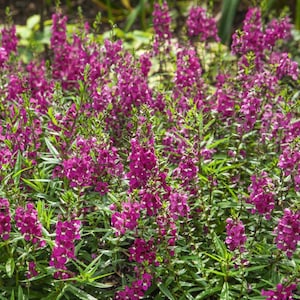 Drought Tolerant Raspberry Angelonia Serenita Garden Flower Plant Seeds ...