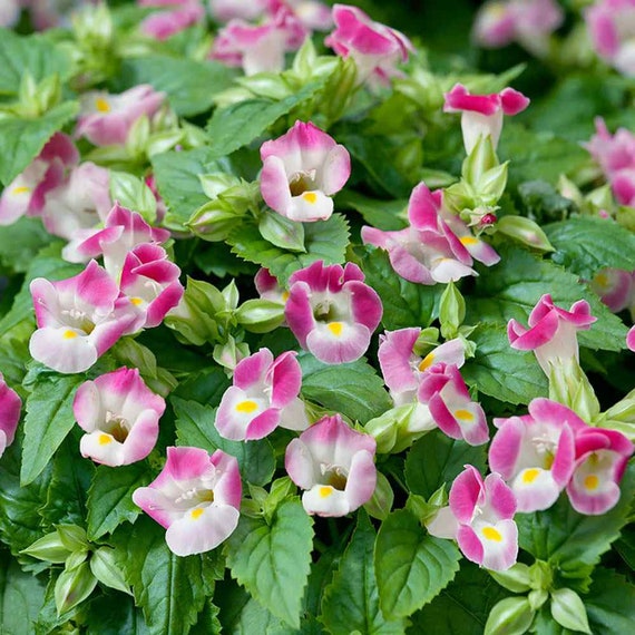 flower Angelonia 'Angelface Perfectly Pink' (Summer Snapdragon)