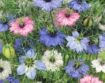 Nigella Seeds - Love-In-A-Mist Flower Seed Mix - 1/4 LB
