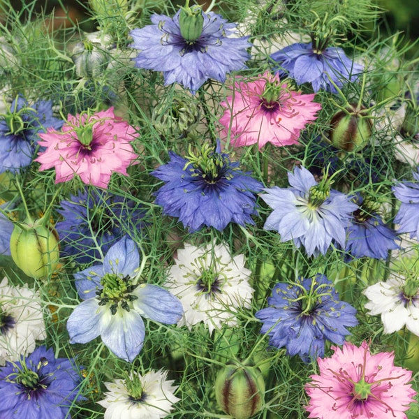 Nigella Seeds - Love-In-A-Mist Flower Seed Mix - 1/4 LB