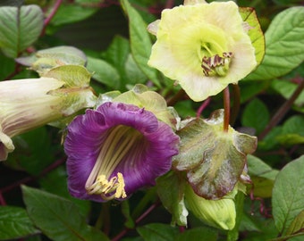 Cup & Saucer Vine Cobaea Scandens Vine Seed Mix - 200 Seeds