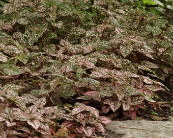 Pink Polka Dot Plant - Hypoestes Pink Seeds - 100 Seeds