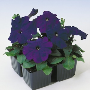 May include: A close-up of a six-pack of dark purple petunias in black plastic pots. The flowers are in full bloom and have a velvety texture.