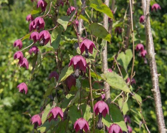 Rhodociton Atrosanguineus Seeds - Purple Bell Vine Flower Seed - 25 seeds