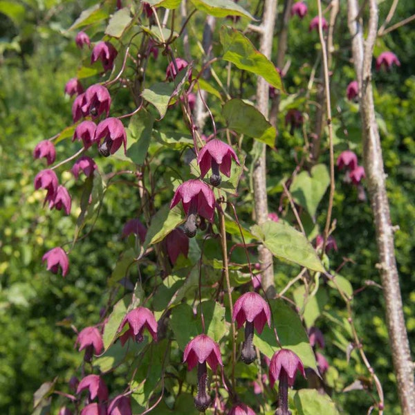 Rhodociton Atrosanguineus Seeds - Purple Bell Vine Flower Seed - 25 seeds