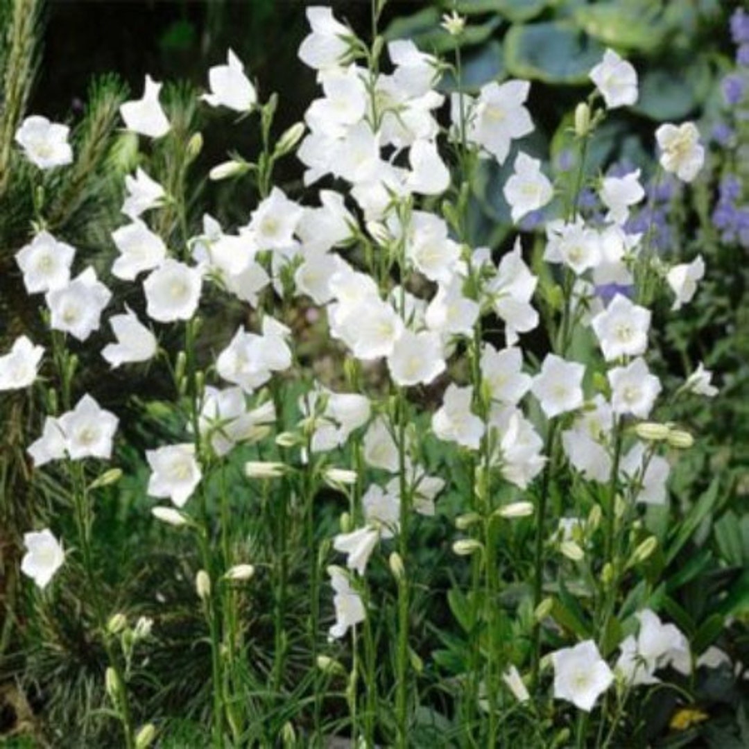 Bellflower Seeds Peachleaved White Bellflower Seed 5000 Seeds Etsy