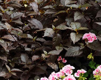 Alternanthera Seeds - Purple Knight Flower Seed - 20 Seeds