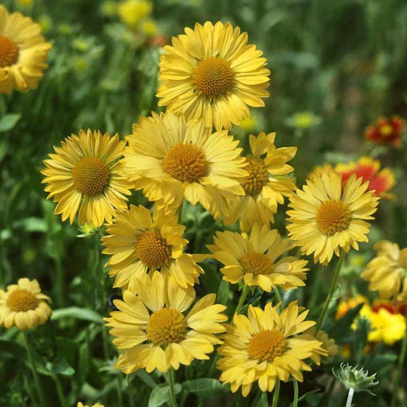 Gaillardia Aristata Drought Tolerant Blanket Flower Garden Etsy