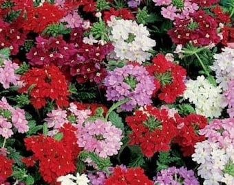 Verbena Hybrida Florist Mix - Verbena Flower Seeds - 1000 Seeds