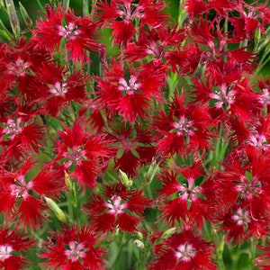Dianthus Seed - Dianthus Superbus Hybrids Red Flower Seed - 10000 Seeds