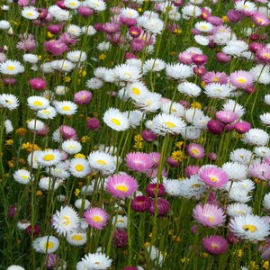 Helipterum Seeds Helipterum Roseum Paper Daisy Flower Seed Mix 1000 Seeds image 1