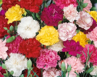 Carnation Seeds - Dianthus Caryophyllus Chabaud Mix Flower Seeds - 2000 Seeds