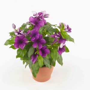 May include: A potted purple periwinkle plant with white accents on the petals. The plant is in a terracotta pot.