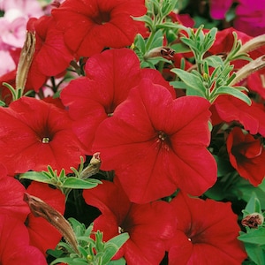 Petunia Multiflora Seeds - Red Petunia Flower Seed - 250 Seeds