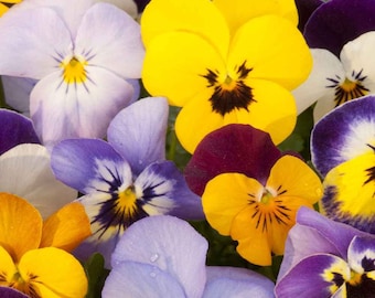 May include: A close-up of a variety of colorful pansies. The pansies are in shades of purple, blue, yellow, and white. The flowers have a delicate, ruffled appearance.