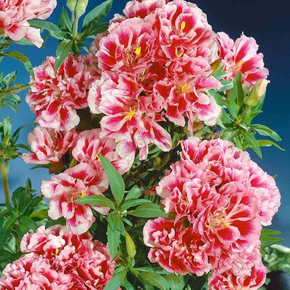 Godetia Seeds Clarkia Farewelltospring Flower Seeds Etsy