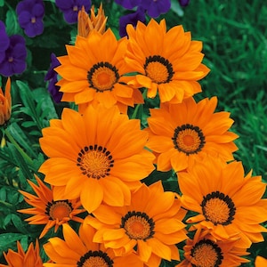 May include: A close-up of a cluster of orange and yellow gazania flowers with dark centers. The flowers are in bloom and have a vibrant, sunny appearance.